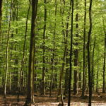 Forêt