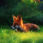 Renard