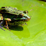 Grenouille