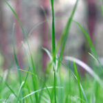 Herbe